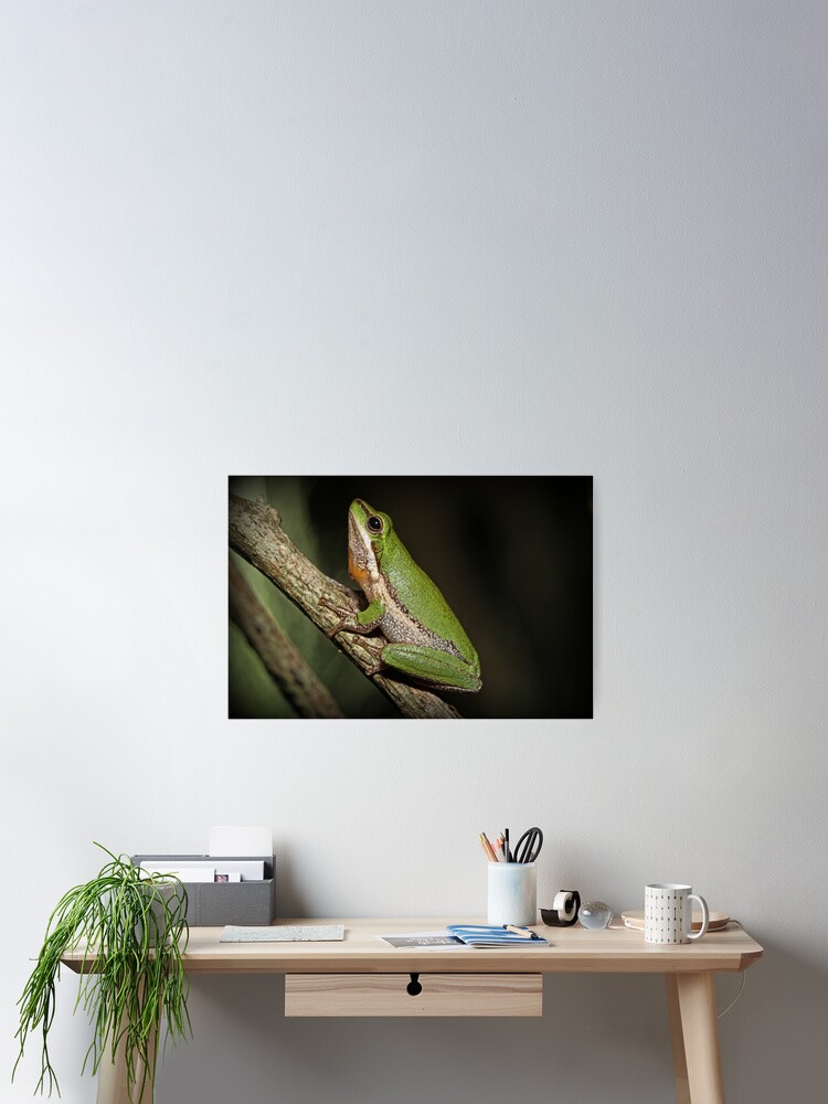 Thumbnail 2 of 3, Poster, Frog on Branch designed and sold by theoddshot.