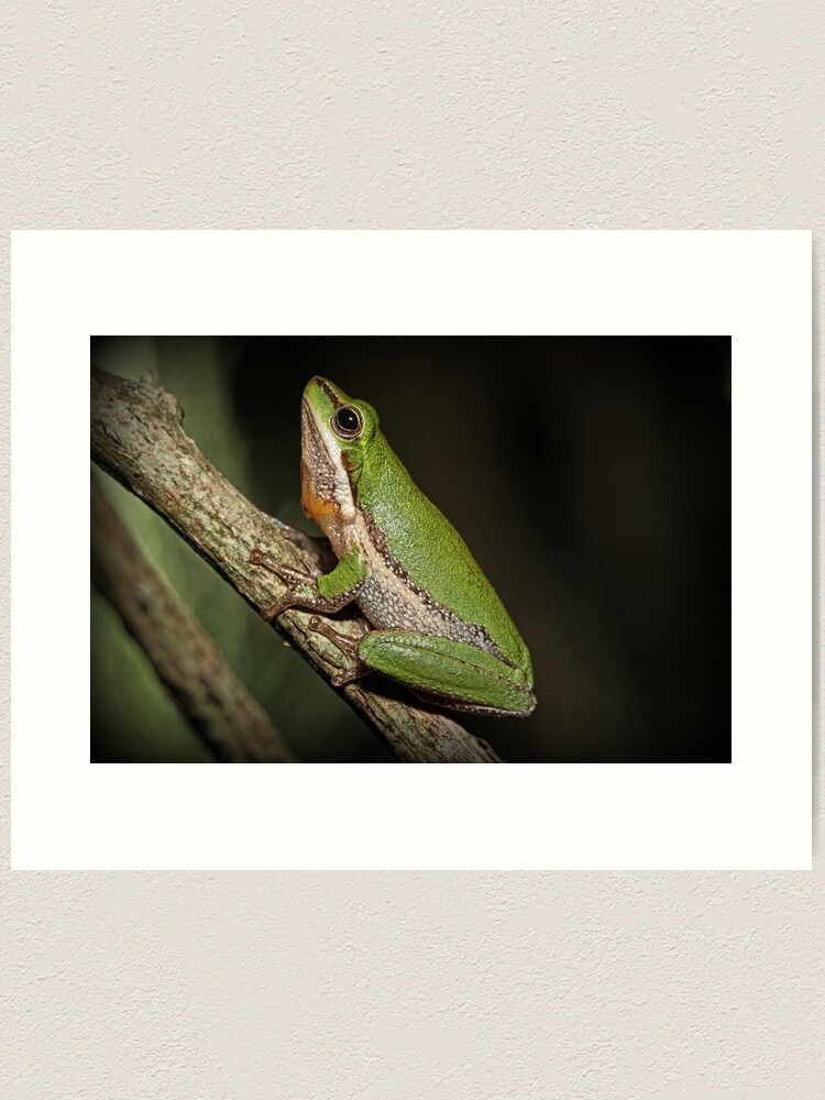 Alternate view of Frog on Branch Art Print
