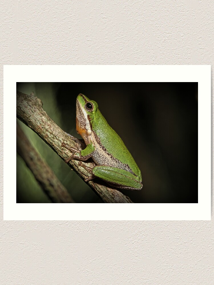Thumbnail 1 of 3, Art Print, Frog on Branch designed and sold by theoddshot.