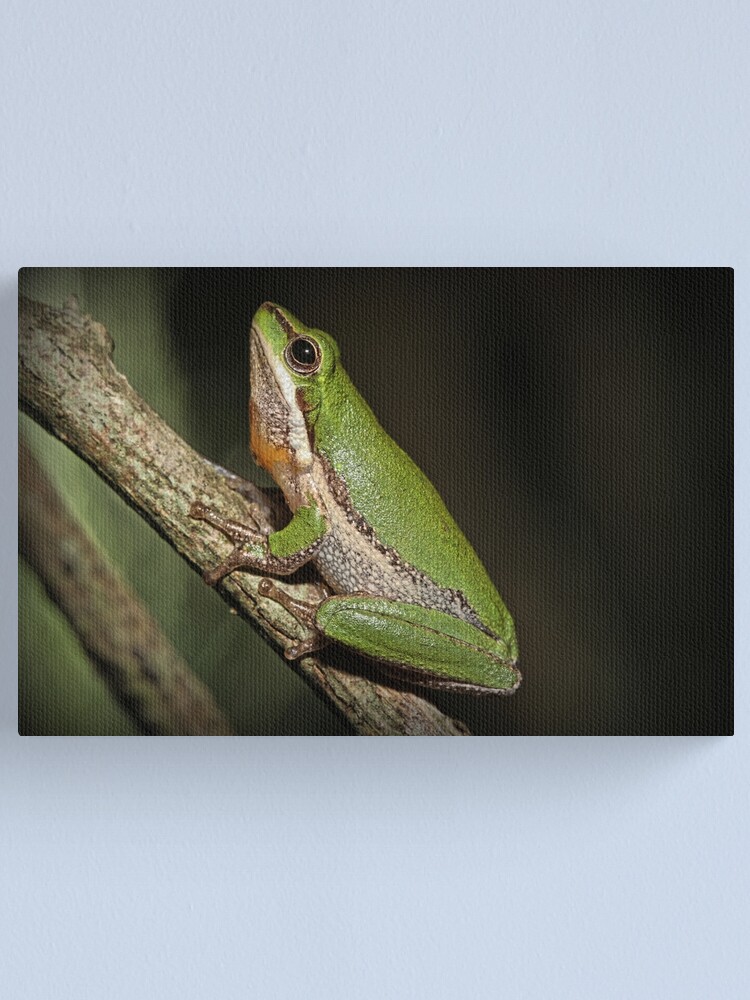 Alternate view of Frog on Branch Canvas Print