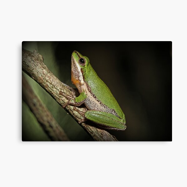 Frog on Branch Canvas Print