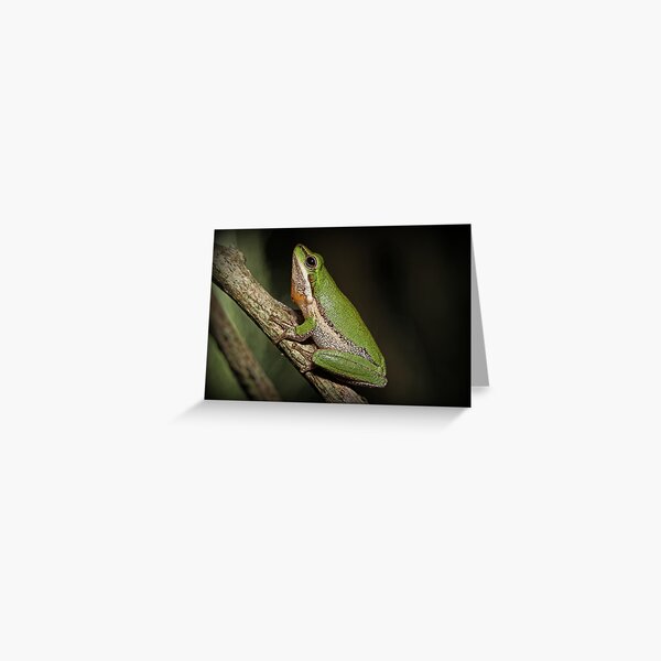 Frog on Branch Greeting Card