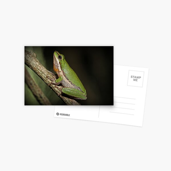 Frog on Branch Postcard