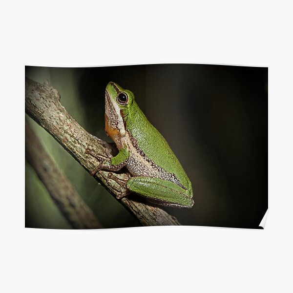 Frog on Branch Poster