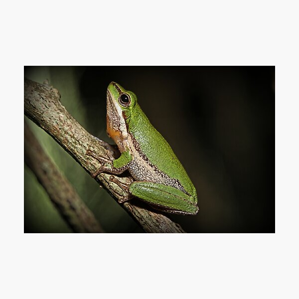 Frog on Branch Photographic Print