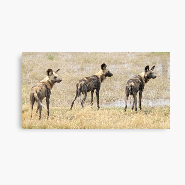 Three wild dogs Canvas Print