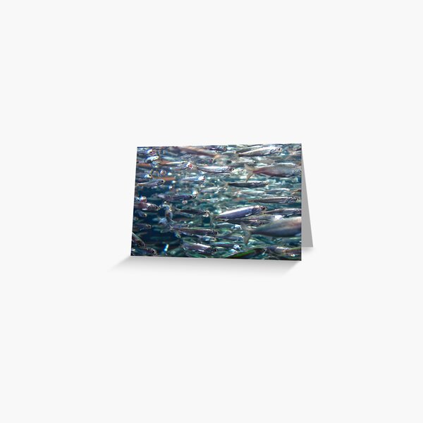 School of Fish Swimming Mad Greeting Card