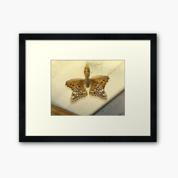 Item preview, butterfly coming out of cocoon designed and sold by MaaikeDesign.
