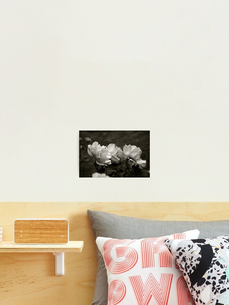 Thumbnail 2 of 3, Photographic Print, Forgotten Roses  designed and sold by LoveSMP.