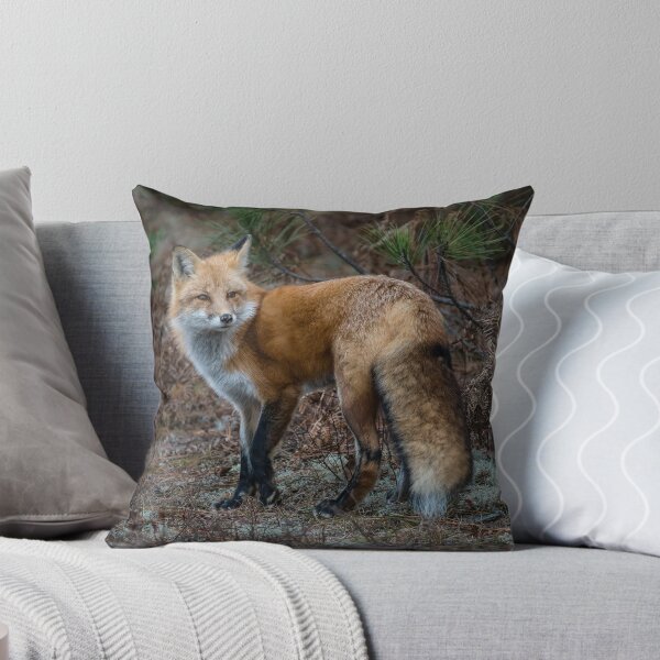 Artikelvorschau, Roter Fuchs im Algonquin-Park entworfen und verkauft von faczen.