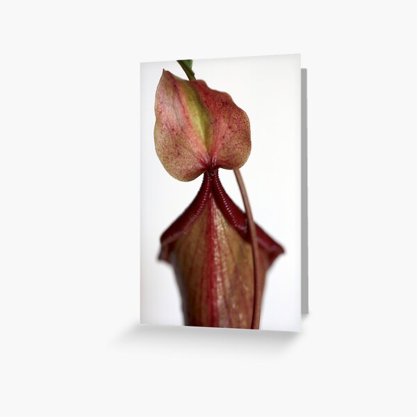 spurt of a petal! Greeting Card
