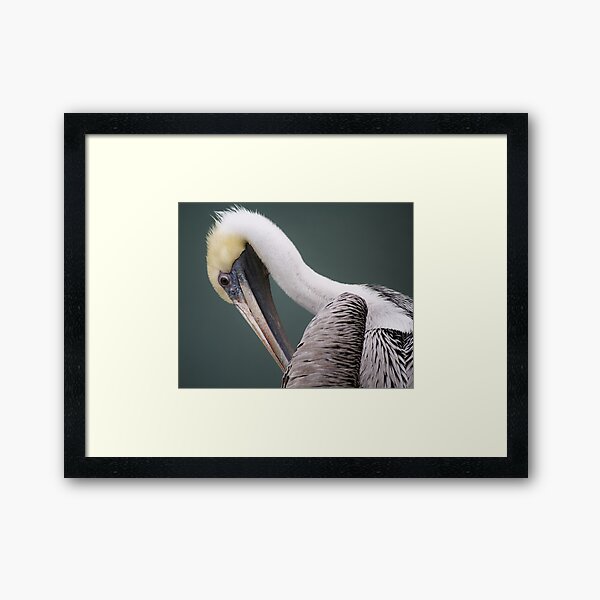 Item preview, Pretty Pelican designed and sold by Paulette1021.