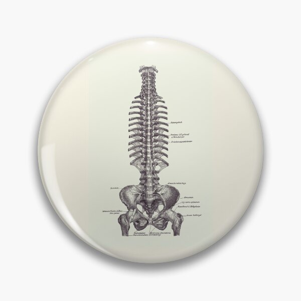 Item preview, Human Spine and Pelvis - Simple Diagram - Vintage Anatomy 2 designed and sold by VAposters.