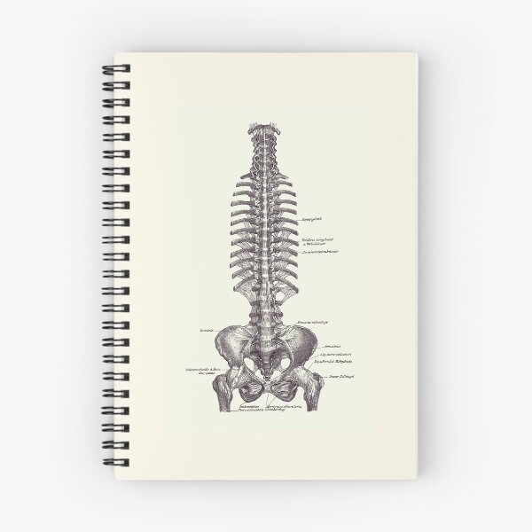 Item preview, Human Spine and Pelvis - Simple Diagram - Vintage Anatomy 2 designed and sold by VAposters.