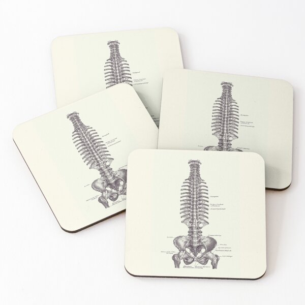 Item preview, Human Spine and Pelvis - Simple Diagram - Vintage Anatomy 2 designed and sold by VAposters.