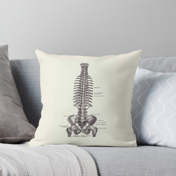 Item preview, Human Spine and Pelvis - Simple Diagram - Vintage Anatomy 2 designed and sold by VAposters.