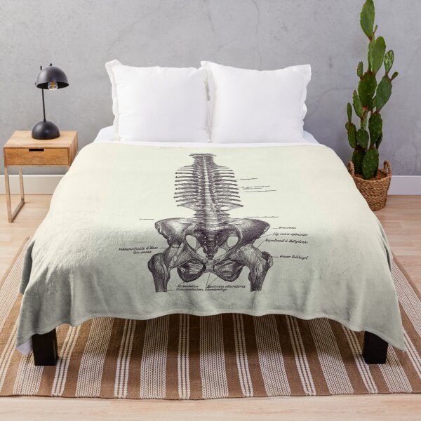 Item preview, Human Spine and Pelvis - Simple Diagram - Vintage Anatomy 2 designed and sold by VAposters.