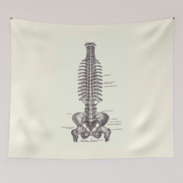 Item preview, Human Spine and Pelvis - Simple Diagram - Vintage Anatomy 2 designed and sold by VAposters.