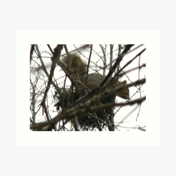 Item preview, Squirrel Finds Use For Birds' Nest designed and sold by Navigator.