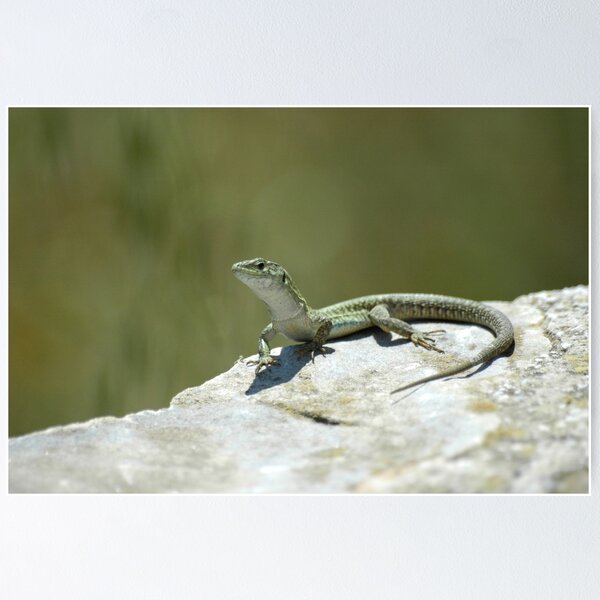 Item preview, Green Lizard on a rock designed and sold by Vassia Sarri.