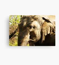 Elephant Canvas Print