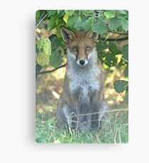 I spy a fox Metal Print