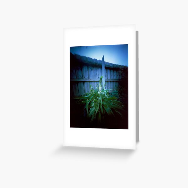 Backyard plant - pinhole Greeting Card