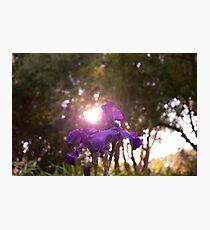 Shining Flower Photographic Print