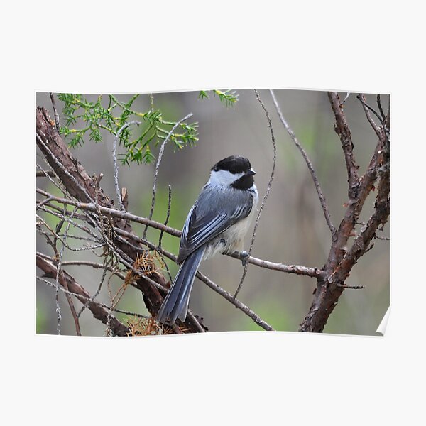Black-capped Chickadee Poster