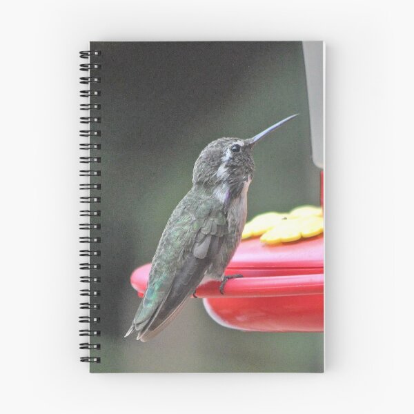 Item preview, WHITE EARED FEMALE ANNA'S ON FEEDER PERCH designed and sold by JAYMILO.