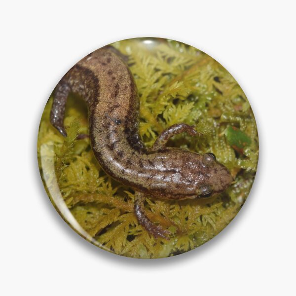Artikelvorschau, Allegheny Mountain Dunkler Salamander (Desmognathus ochrophaeus) entworfen und verkauft von Pauline Catling.