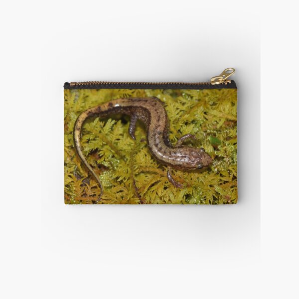 Item preview, Allegheny Mountain Dusky Salamander (Desmognathus ochrophaeus) designed and sold by Pauline Catling.