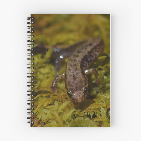 Item preview, Allegheny Mountain Dusky Salamander (Desmognathus ochrophaeus) designed and sold by Pauline Catling.