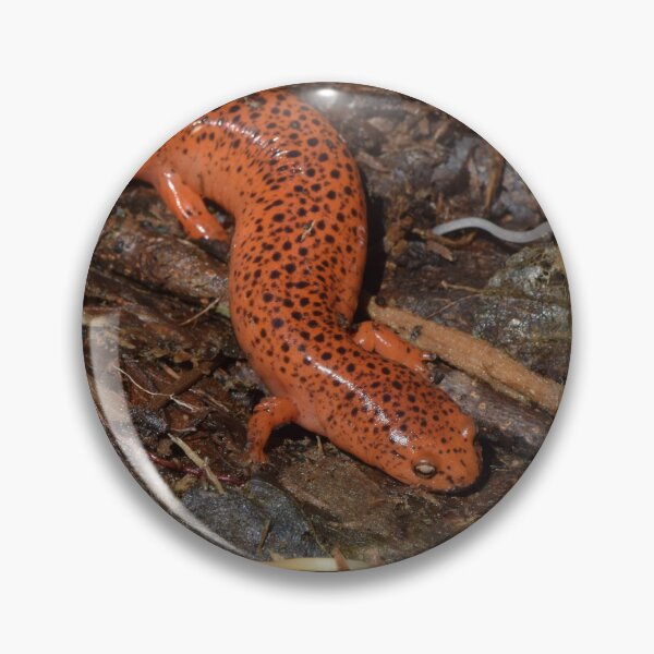 Artikelvorschau, Roter Salamander (Pseudotriton ruber) entworfen und verkauft von Pauline Catling.