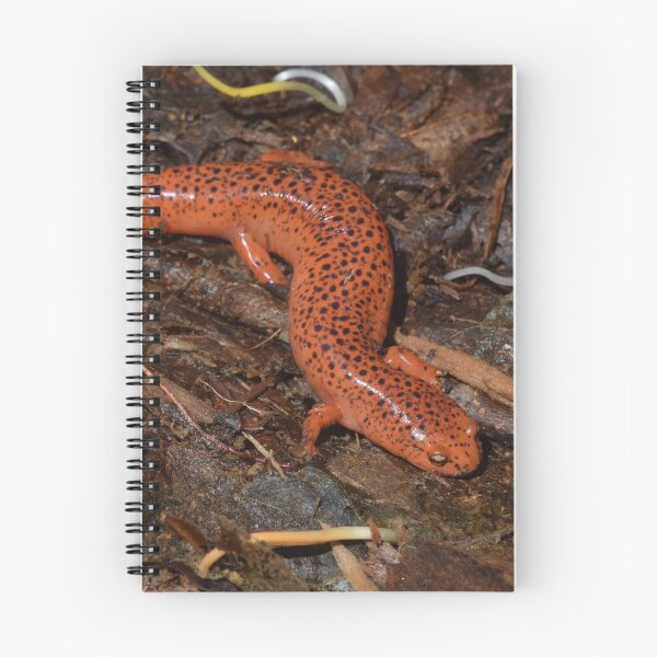 Item preview, Red Salamander (Pseudotriton ruber) designed and sold by Pauline Catling.