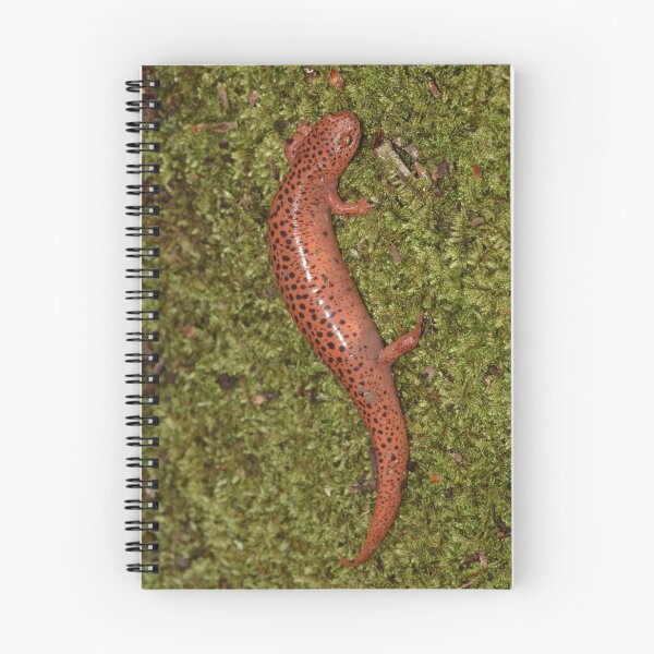 Item preview, Red Salamander (Pseudotriton ruber) designed and sold by Pauline Catling.
