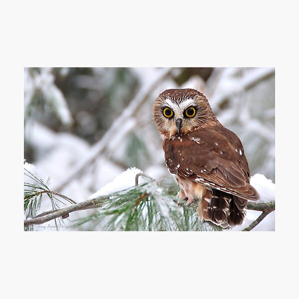 Saw-whet Owl Photographic Print