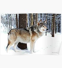 Timber Wolf Poster