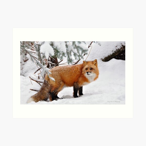 Red Fox Art Print