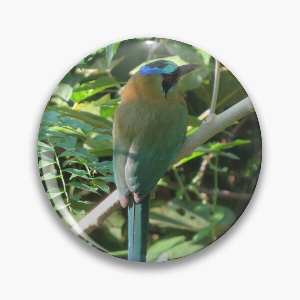 Item preview, Whooping Motmot designed and sold by Pauline Catling.
