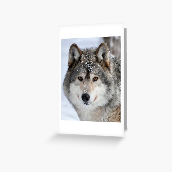 Level Gaze Greeting Card