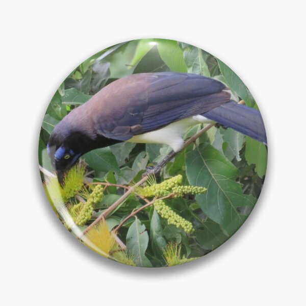 Item preview, Black-chested Jay eating Combretum fruticosum flowers designed and sold by Pauline Catling.