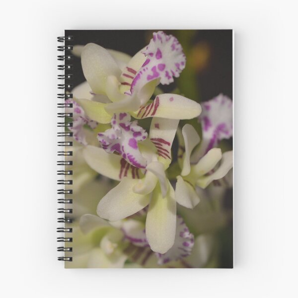 Item preview, Phalenopsis japonica designed and sold by Pauline Catling.