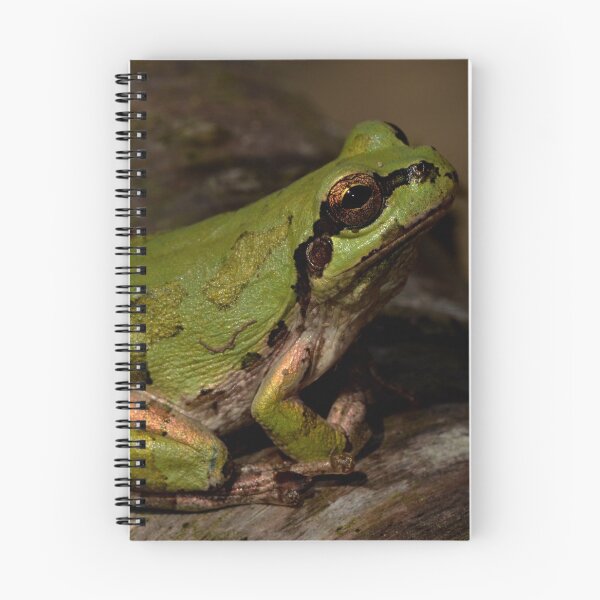 Item preview, Japanese tree frog (Hyla japonica) designed and sold by Pauline Catling.