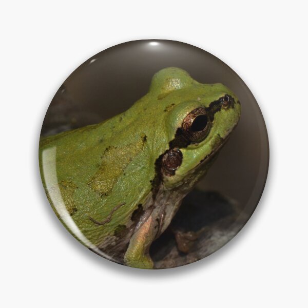 Item preview, Japanese tree frog (Hyla japonica) designed and sold by Pauline Catling.