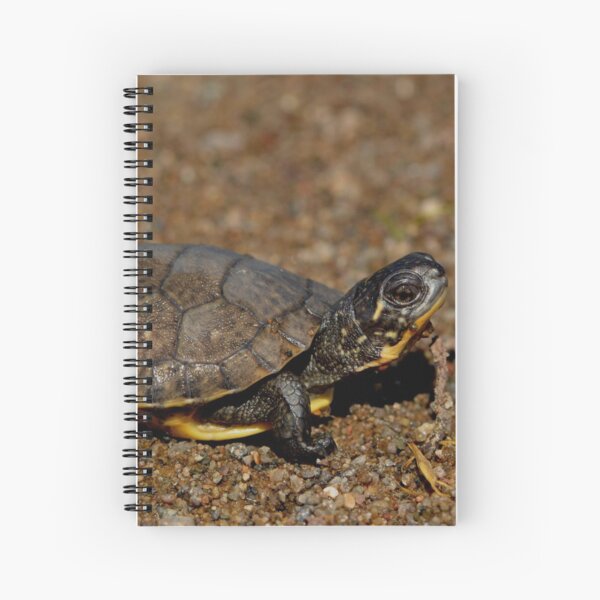 Aperçu de l'œuvre Tortue mouchetée (Emydoidea blandingii) créée et vendue par Pauline Catling.