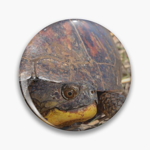 Item preview, Blanding's Turtle (Emydoidea blandingii) designed and sold by Pauline Catling.