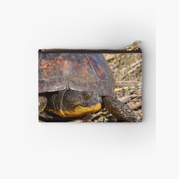 Item preview, Blanding's Turtle (Emydoidea blandingii) designed and sold by Pauline Catling.