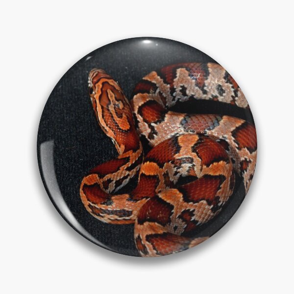 Item preview, Hatchling Okeetee Corn Snake designed and sold by Pauline Catling.