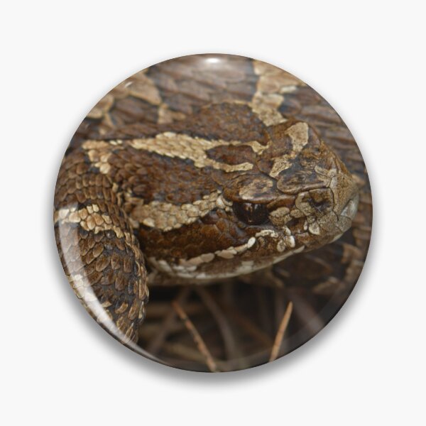 Item preview, Massasauga Rattlesnake designed and sold by Pauline Catling.
